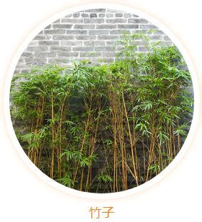 門口放竹子|大門風水有講究，兩側放什麼植物好？大門口放什麼花。